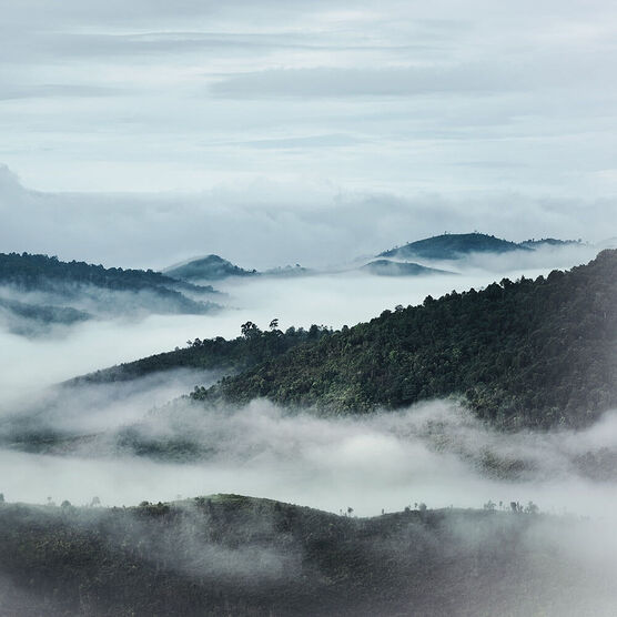 S&eacute;rum Concentrado Guerlain Orchid&eacute;e Imperiale