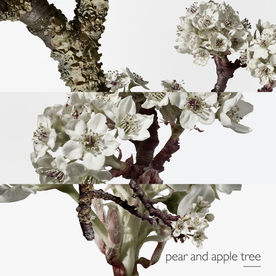 HERMES     JARDIN SUR LE EDTV 50ML