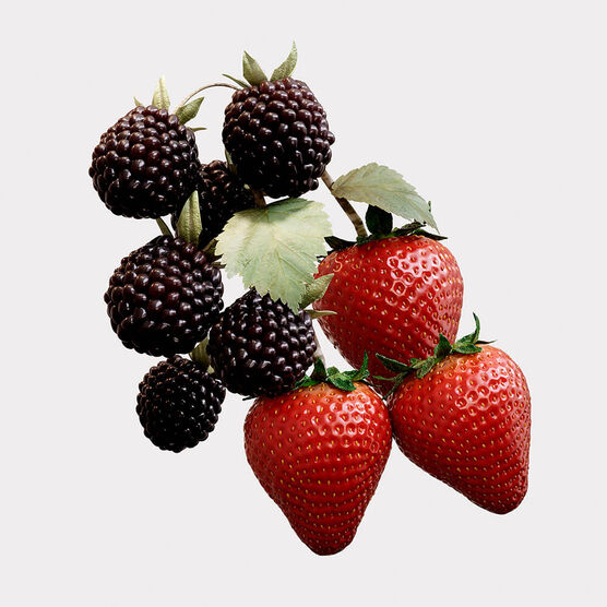 Perfume Burberry Her Elixir Feminino Eau de Parfum