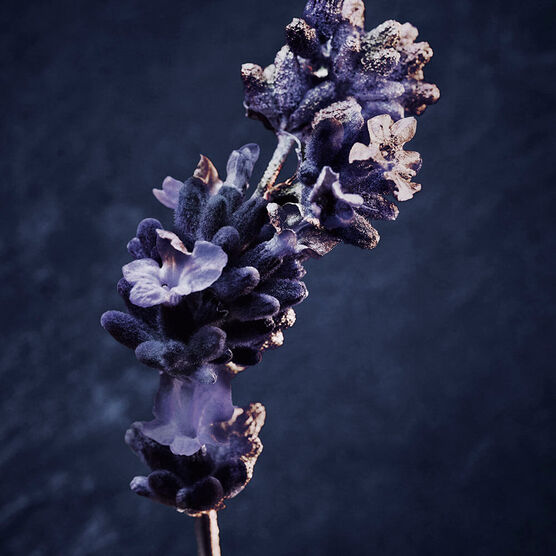 Invictus  Rabanne Parfum 50 ml