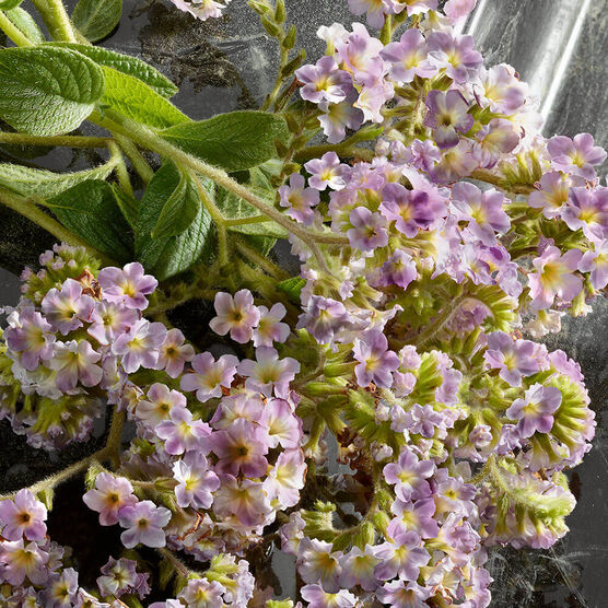 INTENSE Q BY DG EDPI INTENSE 100ML