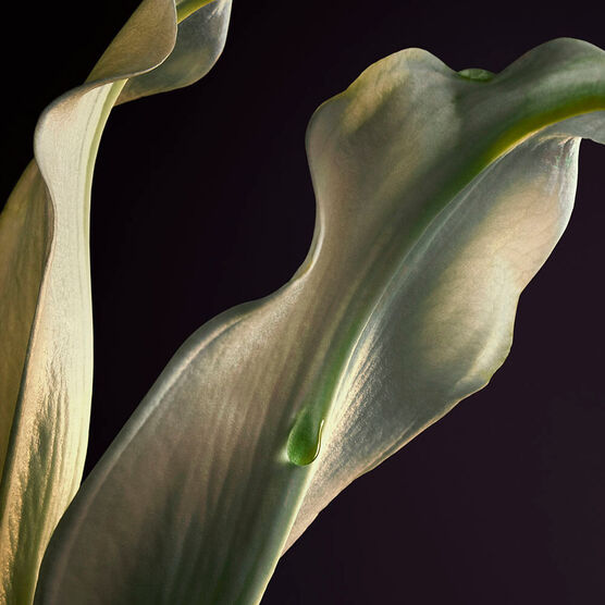 OLYMPEA RABANNE OLYMP�A PARFUM 50 ML